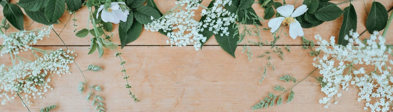 white petaled flowers with green leaves